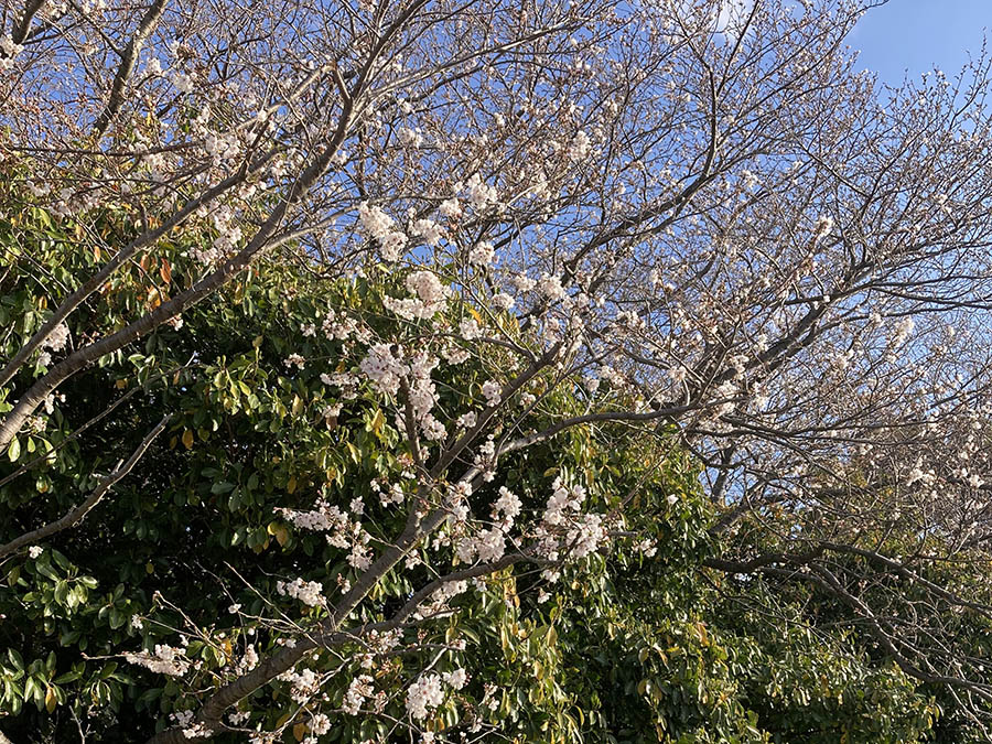 桜